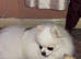 Stunning girl Pomeranian
