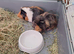 2x male bonded