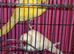 Indian ring necks