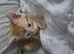 Cute playful ginger needing a new home