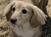 Long hair Miniature Dachshunds