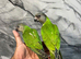 Friendly HandReared Super Tame Senegal Parrot