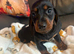 Dachshund puppies 10 weeks old