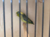 Male Parrotlet
