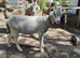 Toggenburg Whether Male Goat - Very Friendly
