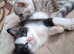 2 boy kittens (ready 04/08/26)