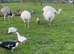 Rhea eggs for sale
