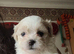 Beautiful boy shih poos