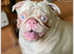 Simba Pinkster Ping Pug Stud. Has produced fantastic litters