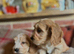 Cockapoo show puppies