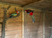 Breeding pair of rosella