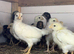 4 week old mix breed chicks