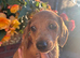 Dapple dachshund boy puppy