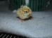 75 Japanese (Jambo) Quails chicks available