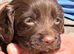 Gorgeous cocker spaniels for sale