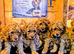 EXTENSIVELY DNA TESTED! MINIATURE POODLE PUPPIES
