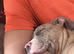 Standard X pocket bully puppy