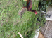 Assel Pakistani cockerel