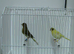 Pair Of Canaries +New Carry Cage £50