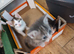 Five stunning kittens