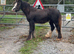 Yearling filly
