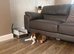 2 boy English bull terrier