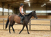 TB mare 15.2 10 yrs calm happy hack teenager&rsquo;s fun horse