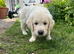 Beautiful Golden Boy Puppy