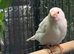 4 Bengali finches 2 are crested and one white with red eye