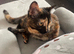 6 month old kitten for rehoming