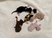 Beautiful Cornish Rex Kittens - Reservations Now Open!