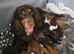 Show Cocker Spaniels