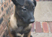 Belgium Shepherd puppies for sale