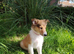 Rough Collie