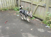 Northern Inuit cross American akita female