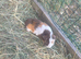 Teddy male guinea pig
