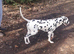 Stunning Dalmatian Dog for sale