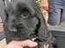 3 beautiful babies left still looking for forever homes