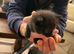 3 kittens