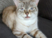 Ragdoll x Snow Lynx Bengal