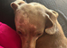 3 year old dachshund female
