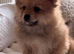 Spitz German