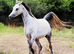 Tall, Elegant Arabian Mare