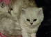 Persian chinchilla kittens