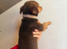 Bella Jack Russle