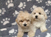 Multipoos puppies mix litter ready to go one boy one girl available