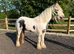 Project mare