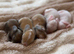 Mini Lops