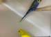 Various Budgies for sale