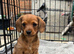 1 female Daxipoo left